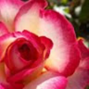 Meet your Posher, Kanela